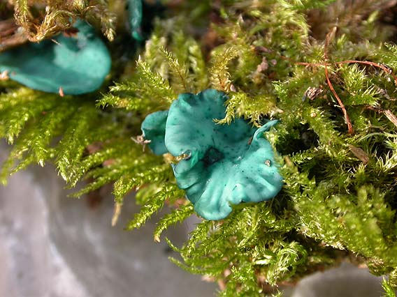 Chlorociboria aeruginascens